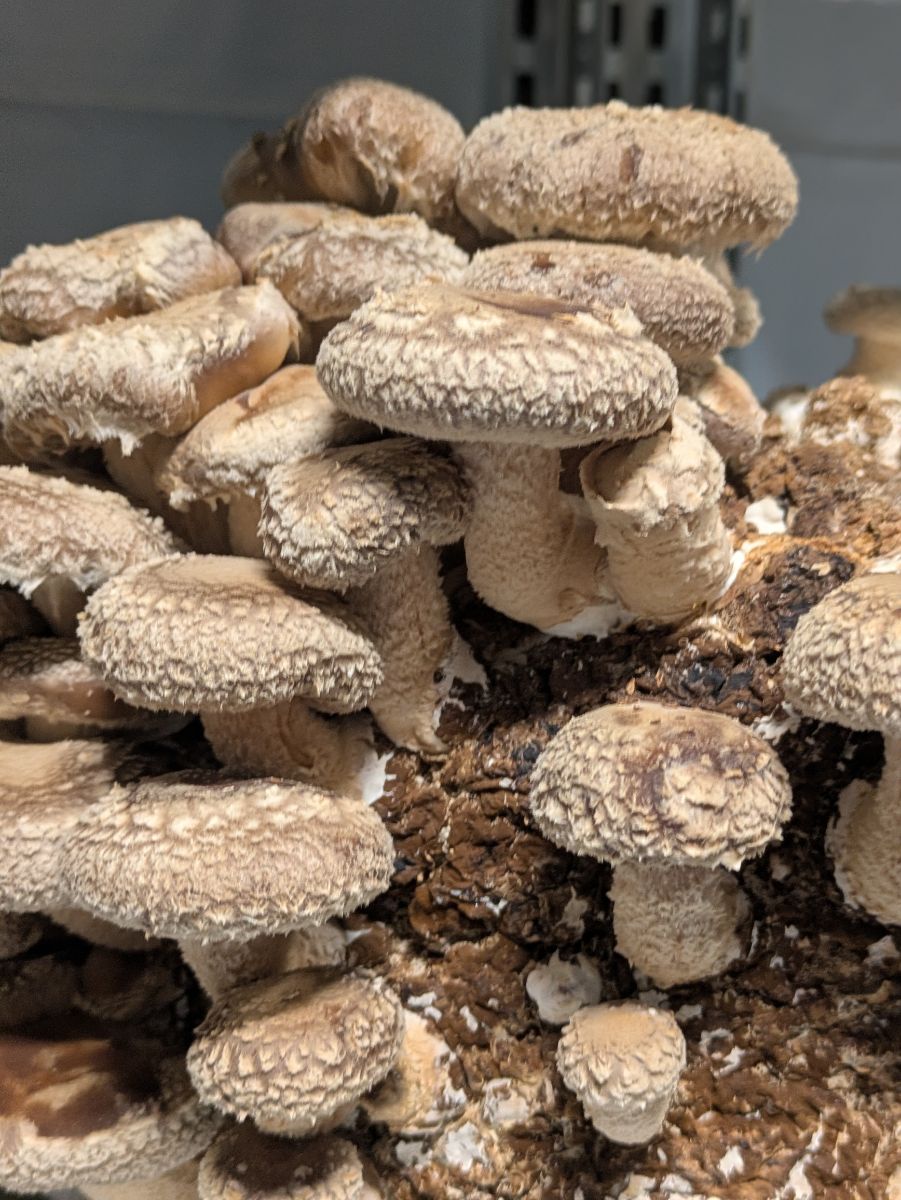 Shiitake