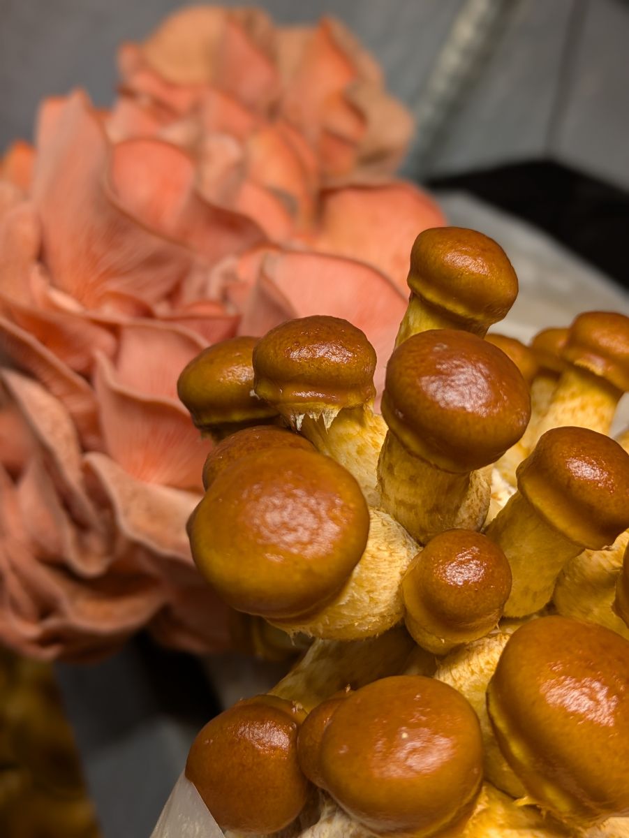 Nameko