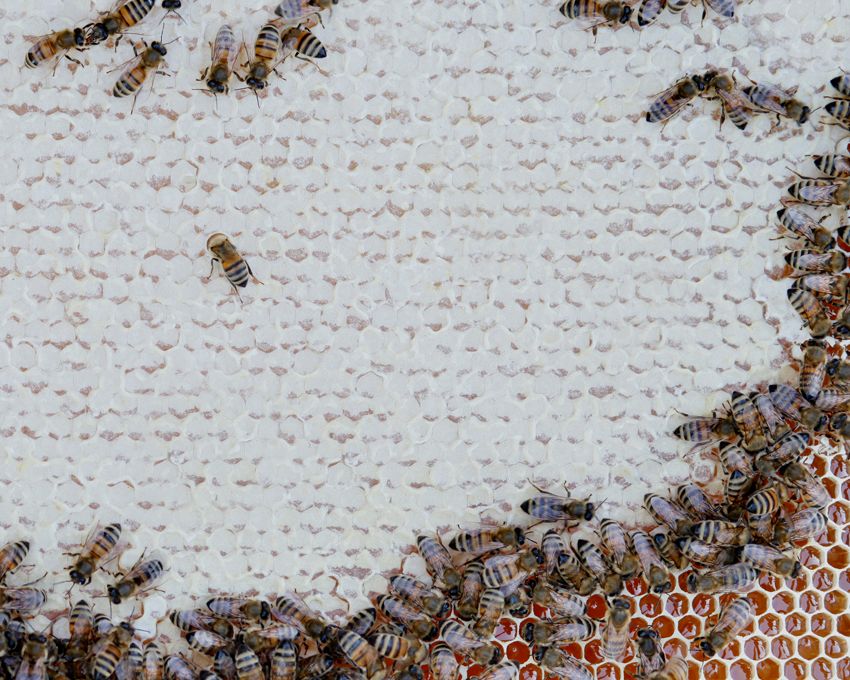 Bioland Honig im Eimer
